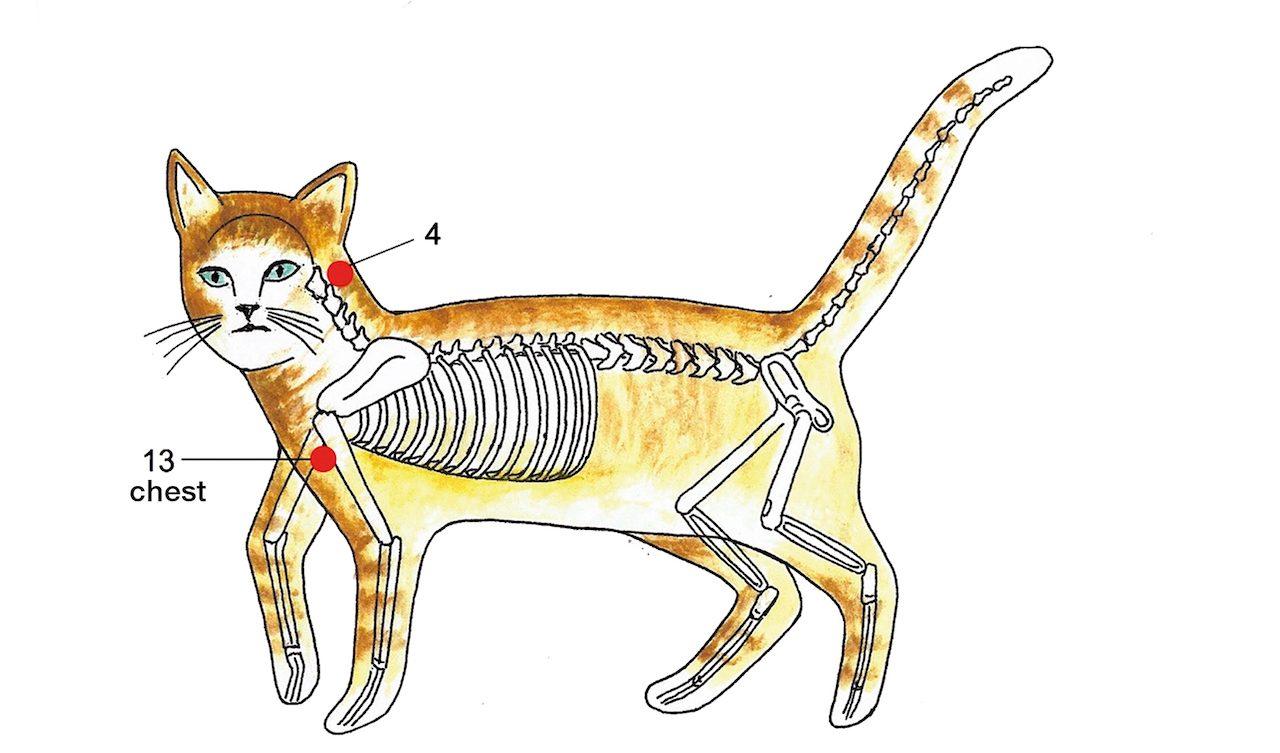 Paws-itive Healing: Using Jin Shin Energy Healing to Treat Your Feline Friend